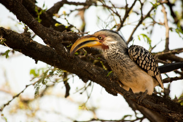 Yellow Hornbill in tree