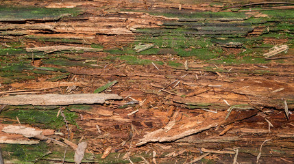 Rotting stump with moss on it