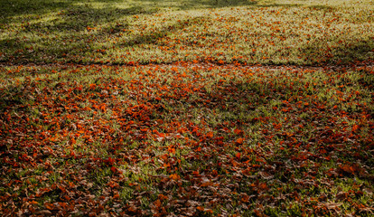 autumn leaves on grass
