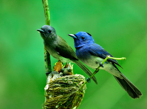 Black-naped monarch flycatcher (Hypothymis azurea) beautiful blue bird with black spot on its head guarding their chicks in the nest on rush feeding day
