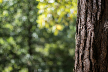 Obraz premium Tree Bokeh
