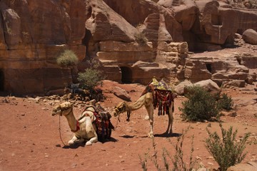 A couple of arabian camels in Petra's Tomb, Petra, Jordan