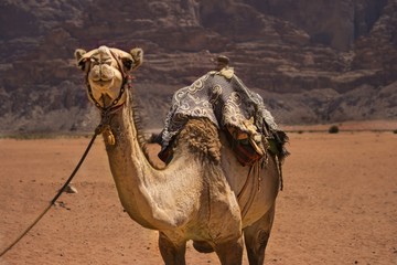 Close view of a camel in Wadi Rum desert, Jordan