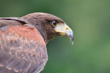 Buzzard on point.
