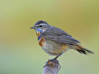 Blue throat (Luscinia svecica) Beautiful chubby brown bird with blue orange marking on its chest...