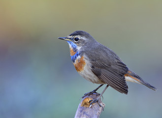 Blue throat (Luscinia svecica) Beautiful chubby brown bird with blue orange marking on its chest...