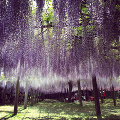 Japanese wisteria trellis