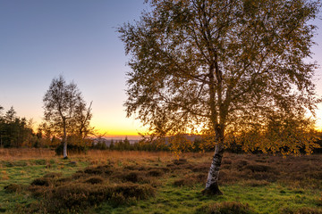 Obraz premium Autumn landscape - Black Forest. Birches in the Black Forest at sunset with the view of the Rhine valley in the background