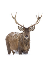 Red deer isolated