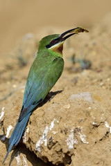 Blue-tailed bee-eater (philippinus merops) beautiful green bird with blue tail perching in front of his nest hole with bee prey to feed its chick, exotic nature