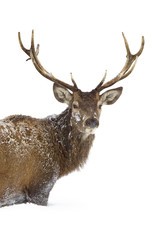 Naklejka na ściany i meble Red deer portrait isolated