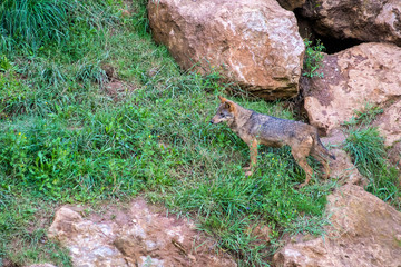 Iberian wolf in Cabarceno Natural Park