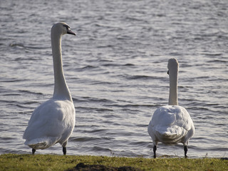 Obraz premium Two White Swans by the Lake