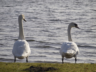 Obraz premium Two White Swans by the Lake