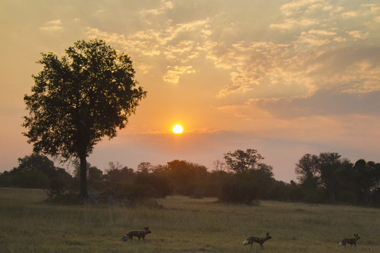 African wild dogs at sunset