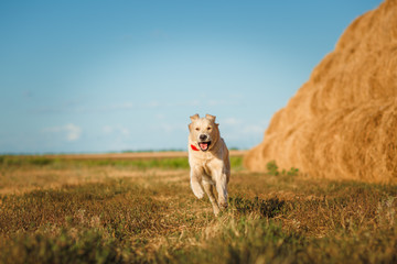 puppy dog golden retriever © Даша Швецова