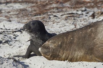 Female Southern Elephant Seal (Mirounga leonina) with a recently born pup lying on a beach on Sea Lion Island in the Falkland Islands.