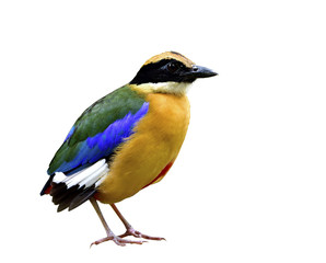 Blue-winged pitta (Pitta moluccensis) beautiful bird with multiple colors feathers bird isolated on white background