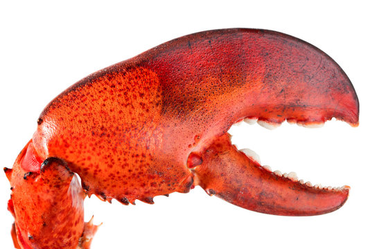 Red lobster's claw isolated on white background