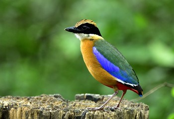 Blue-winged Pitta (Pitta moluccensis) beautiful mutiple colors bird standing on log with spike head, exotic nature