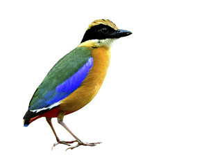 Blue-winged Pitta (Pitta moluccensis) beautiful mutiple colors isolated on white background, exotic nature