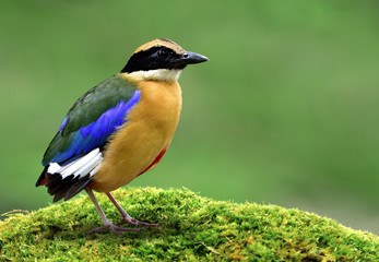 Blue-winged pitta (Pitta moluccensis) multiple colors bird with brown chest green and blue wings perching on mossy grass over fine background, exotic creature