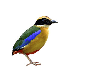 Blue-winged pitta (Pitta moluccensis) fascinated multiple colors bird with brown chest, green and blue wings fully standing isolated on white background