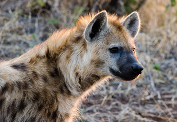 hyena portrait backlit