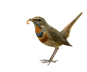 Bluethroat (Luscinia svecica) beautiful brown bird with blue and orange feathers on his chest...