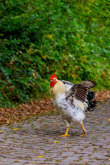 Black white hen on the road