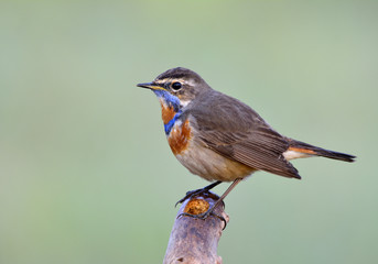 Bluethroat (Luscinia svecica) Beautiful chubby brown bird with orange and blue marking on its chest on wooden perch in morning soft lighting