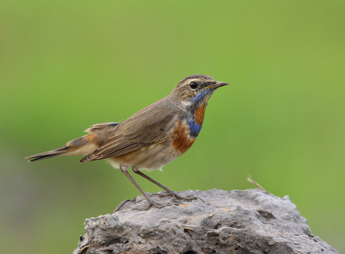 Brown bird with blue and orange feathers on its hest perching on dirt rock over blur green background, Beautiful Bluethroat (Luscinia svecica)