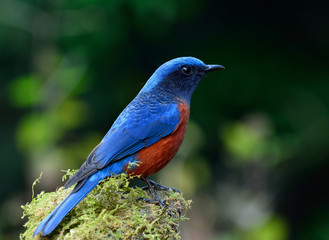 Chestnut-bellied Rock Thrush (Monticola rufiventris) beautiful blue bird with red stomach perching green grass spot showing side view feathers over busy background, colorful nature