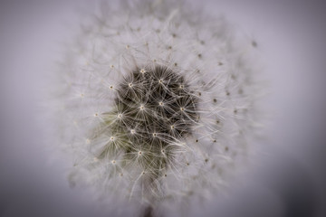 dandelion macro