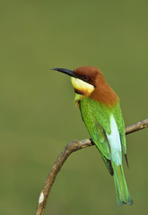 Chestnut-headed Bee-eater (Merops leschenaulti) beautiful green bird perching on wooden stick over blur green background showing its fine back feathers, exotic nature
