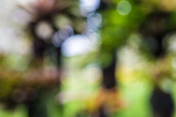 Nature park background bokeh blur