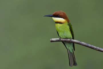 Chestnut-headed Bee-eater (Merops leschenaulti) beautiful green bird with brown head perching on wooden stick over blur green background in high exposure light, exotic nature