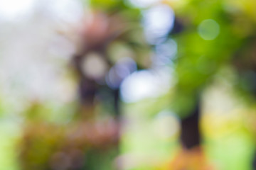 Nature park background bokeh blur