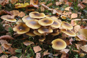 Funghi Chiodini nel bosco. Armillaria mellea