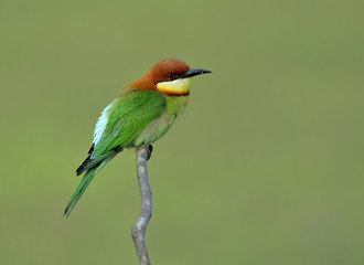Chestnut-headed bee-eater (Merops leschenaulti) beautiful green birds with orange head perching on stick over bur background, fascinated nature