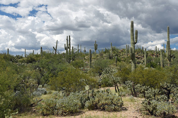 Fototapeta na wymiar Landschaft mit Kakteen im Saguaro-Nationalpark mit Regenwolken 