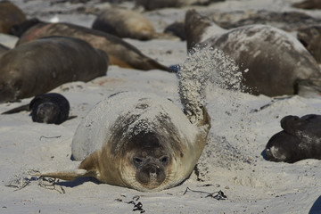 Female Southern Elephant Seal (Mirounga leonina) using a flipper to cover herself with sand whilst lying on a beach on Sea Lion Island in the Falkland Islands.