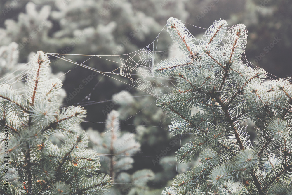 Poster macro view of needles of pine branches with a ramshackle background. spider's web on a branch.