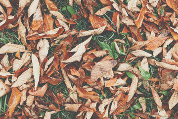 Macro closeup.Yellow, orange and red autumn leaves in fall park. Nature background.