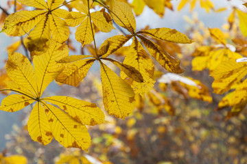 Yellow, orange and red autumn leaves in fall park. Nature background.