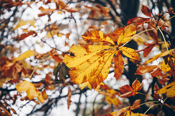 Yellow, orange and red autumn leaves in fall park. Nature background.