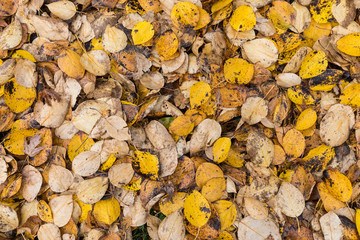 Macro closeup.Yellow, orange and red autumn leaves in fall park. Nature background.
