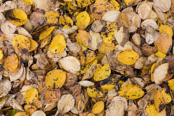 Macro closeup.Yellow, orange and red autumn leaves in fall park. Nature background.
