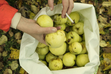 Apples And Cigarette