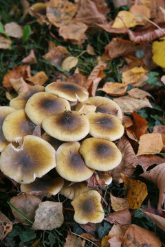 Funghi Chiodini nel bosco. Armillaria mellea